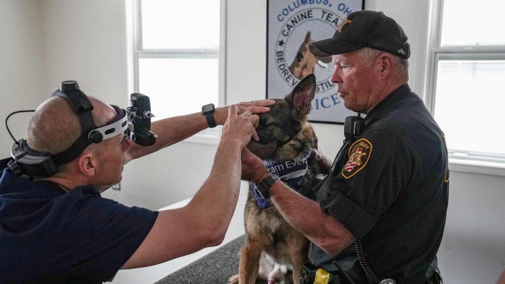 Eye examinations for the CPD Canine and Mounted Equine Units