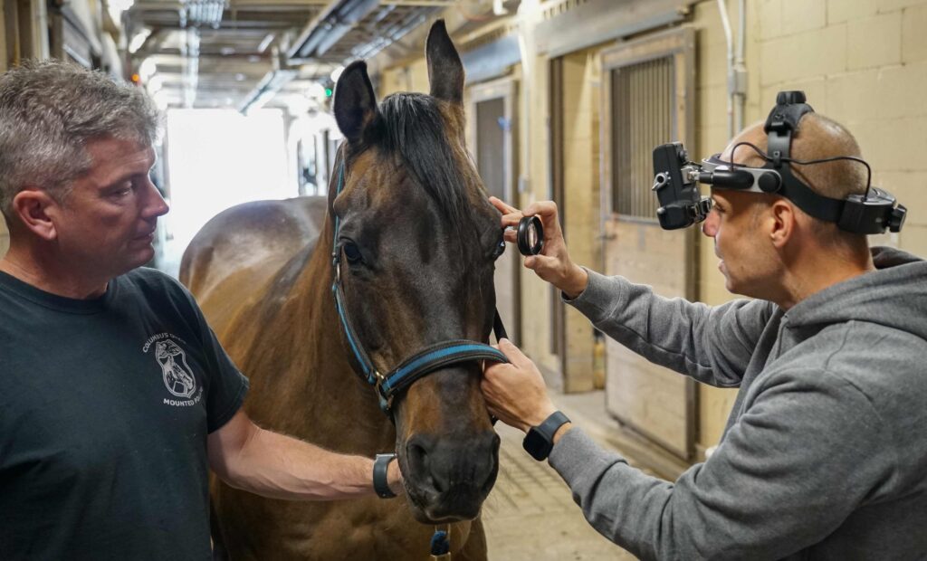 Equine Units Vet Inspection