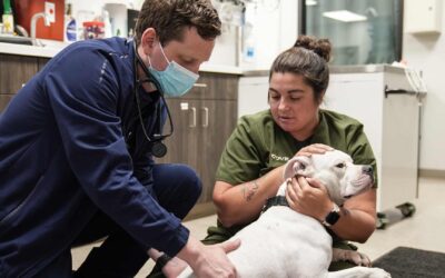 The Importance of 24/7 Emergency Veterinary Care