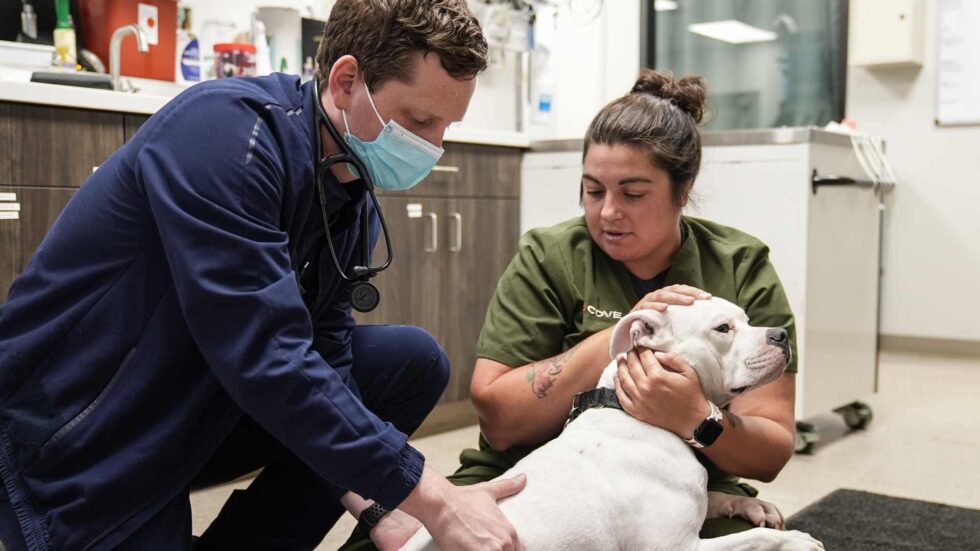 the importance of 24/7 emergency vet care