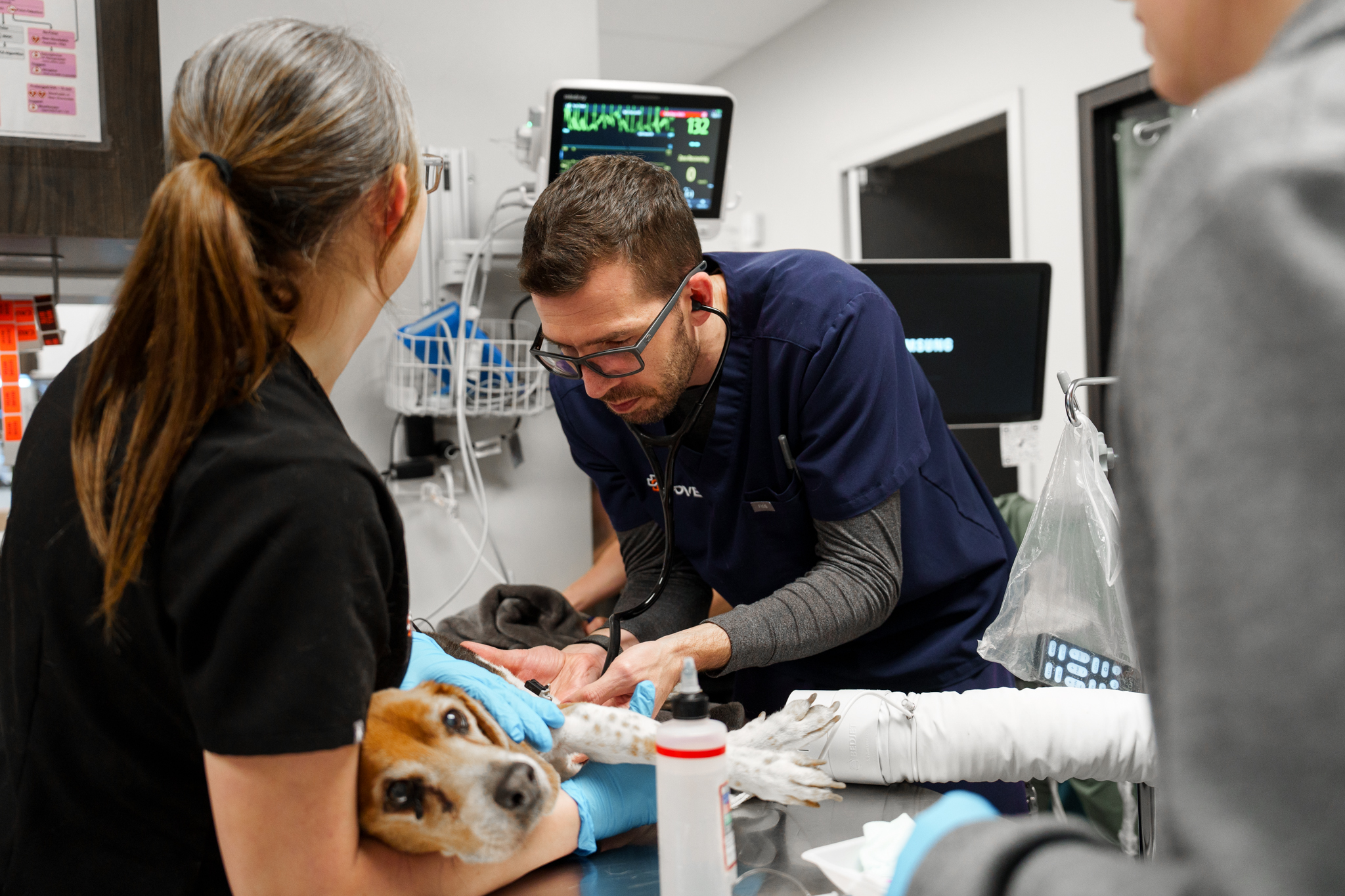 Emergency Veterinarians at COVE Pet Care taking care of a dog.