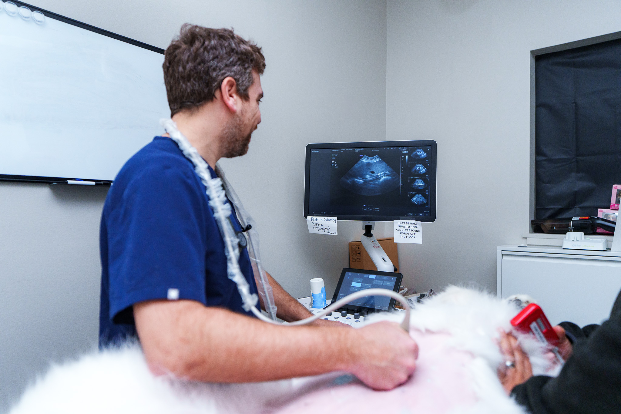 Internal Medicine specialist performing an internal ultrasound on a dog