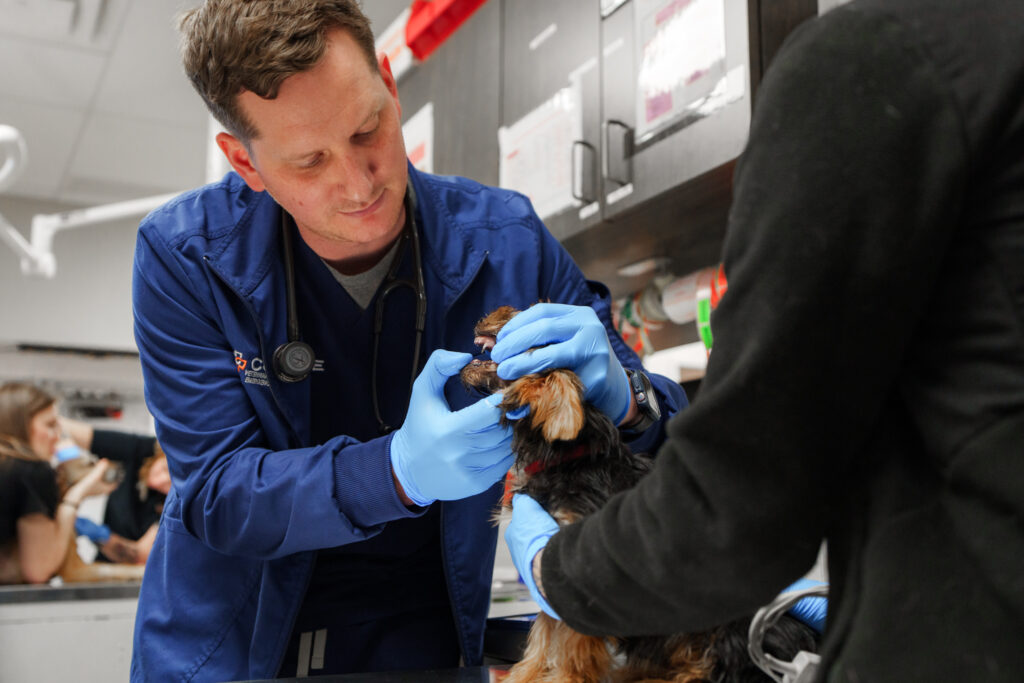 Emergency Veterinarian – Urgent Care