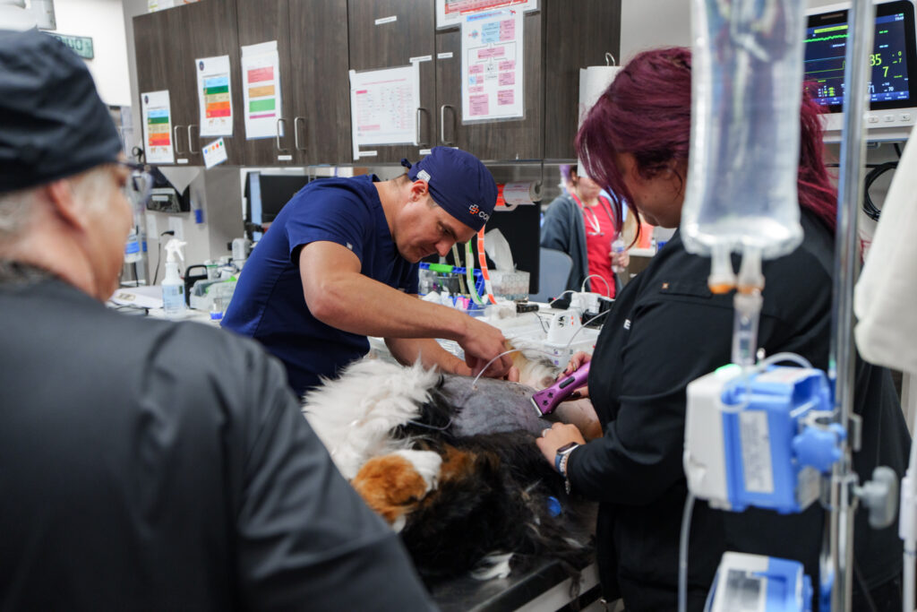 Veterinary team treating a dog in the emergency treatment area at COVE Pet Care while monitoring vital signs and providing medical care.