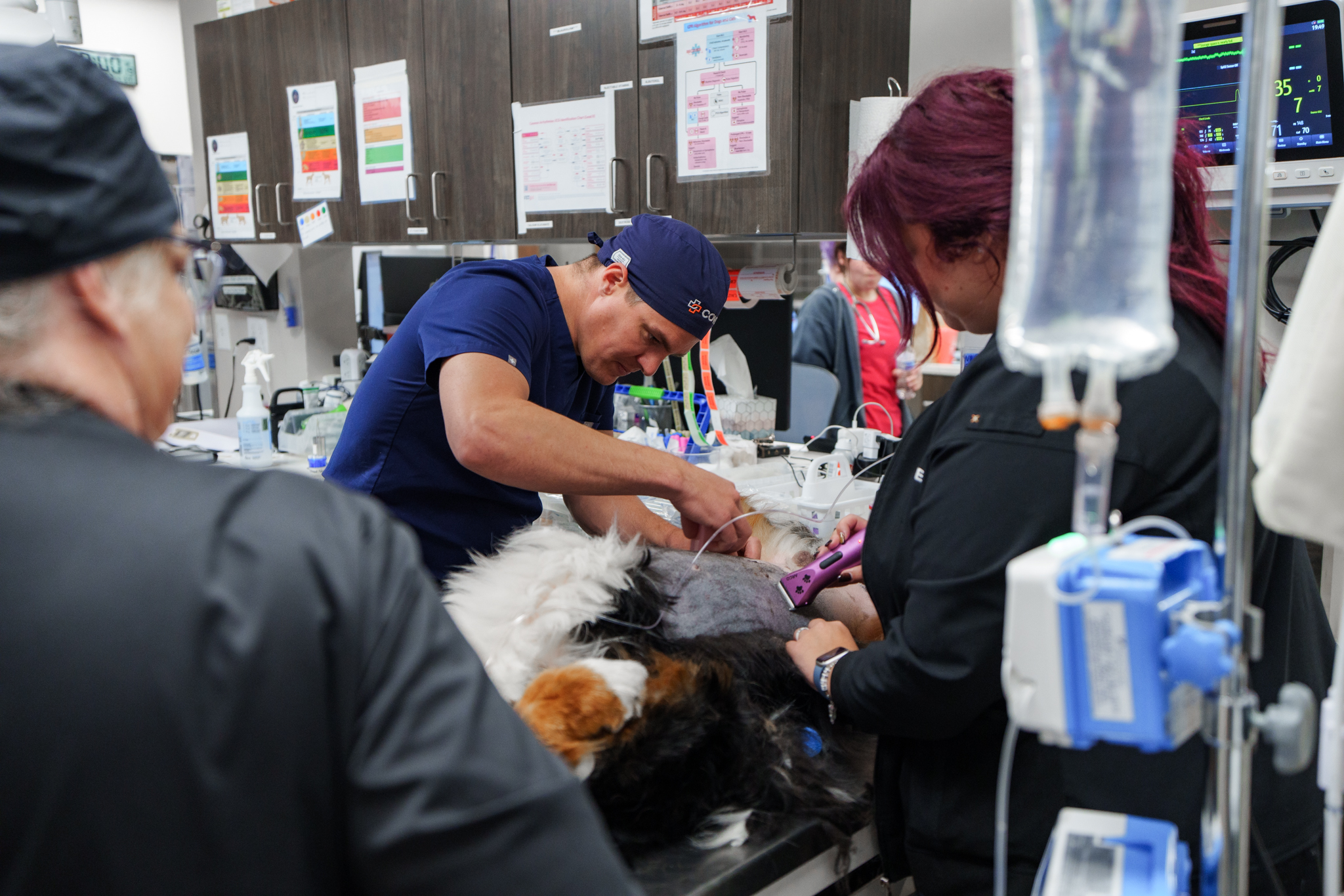 Veterinary team treating a dog in the emergency treatment area at COVE Pet Care while monitoring vital signs and providing medical care.