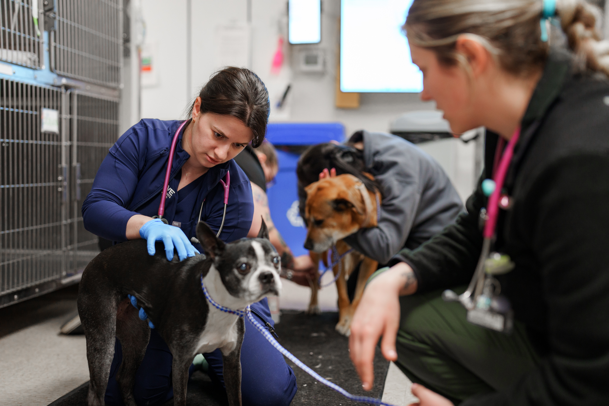 Veterinarian examining a Boston Terrier while veterinary technicians assess another dog in the emergency treatment area at COVE Pet Care.