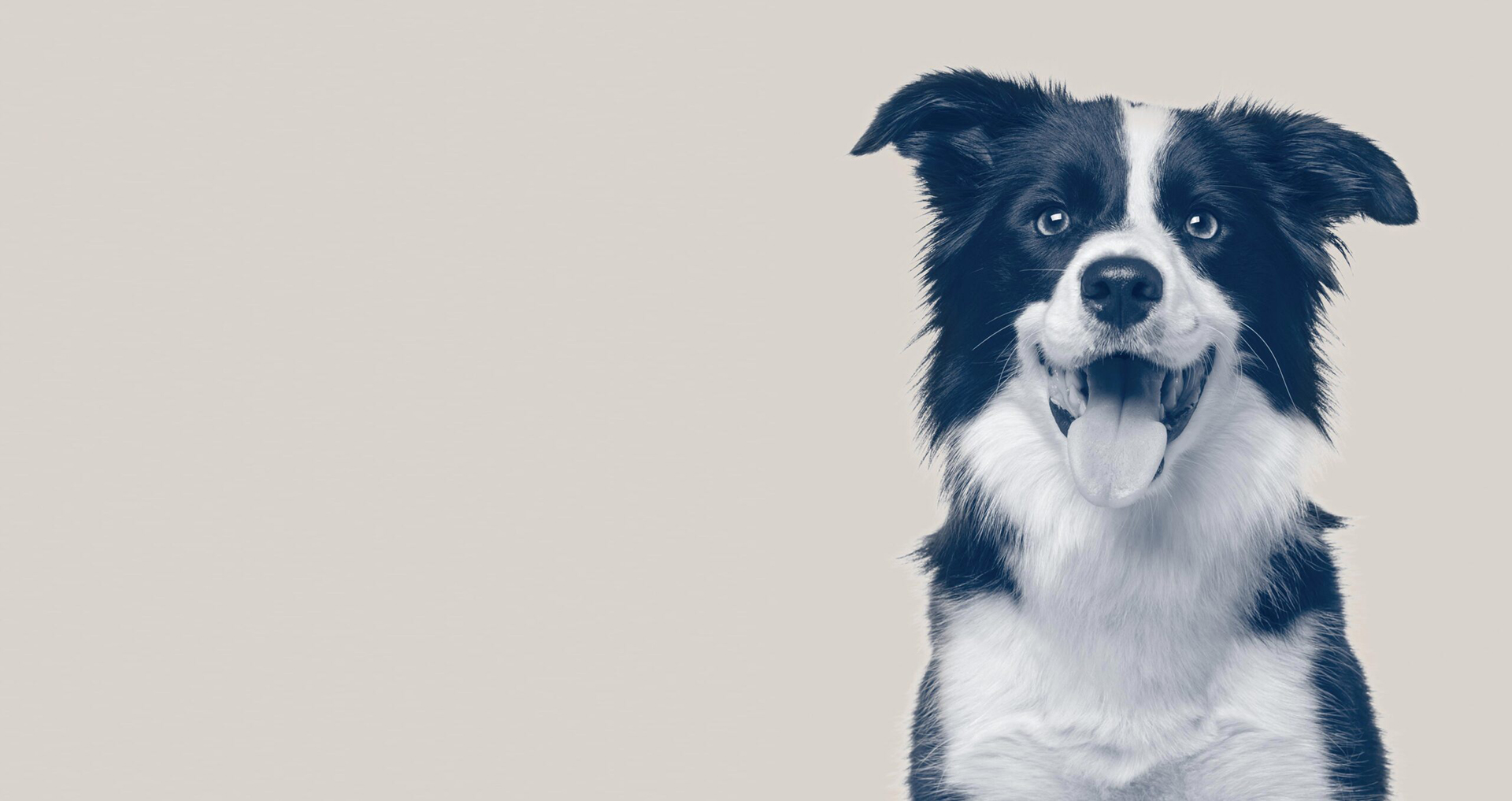 COVE’s signature border collie