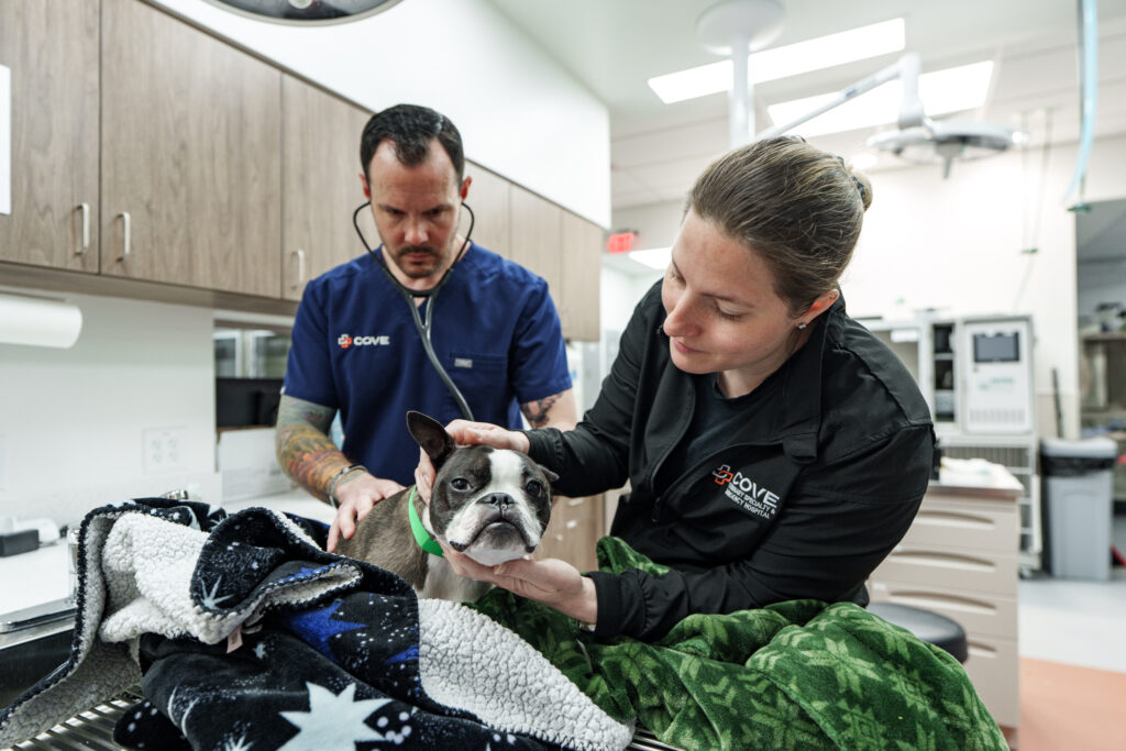 Veterinarian and assistant getting vitals on small dog