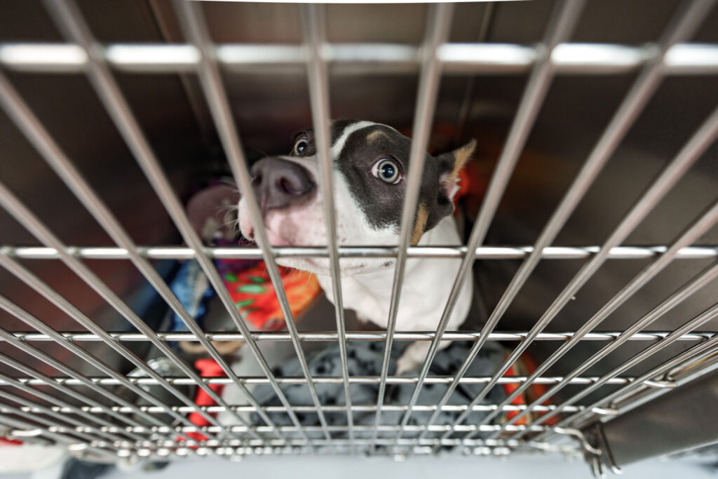 dog in veterinary kennel cage at COVE Pet Care Clintonville Columbus Ohio