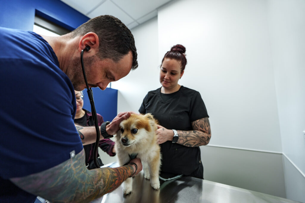 veterinarian using stethoscope on dog exam Clintonville Columbus Ohio