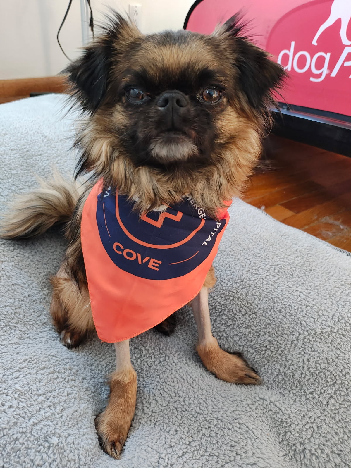 Valkyrie, a 2-year-old pug mix, made a full recovery after advanced treatment for esophageal stricture through a series of balloon dilation procedures.