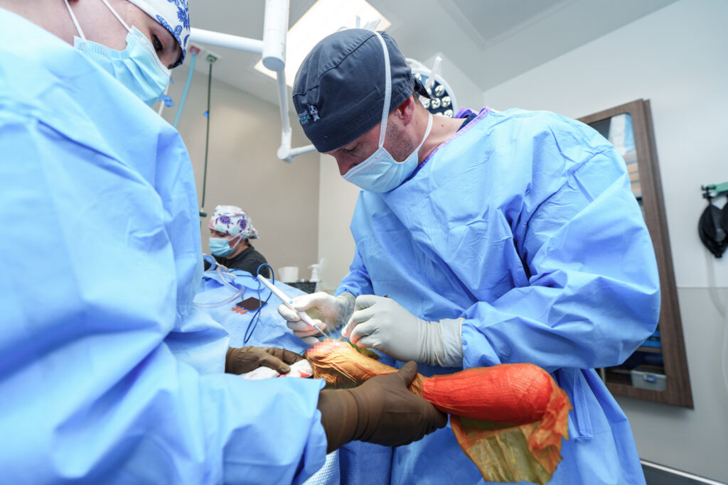 veterinary surgeon performing procedure dog close up Clintonville Columbus