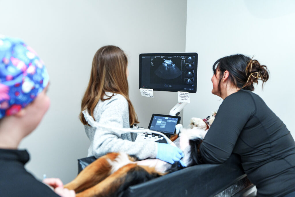 veterinary ultrasound imaging dog Clintonville Columbus Ohio hospital