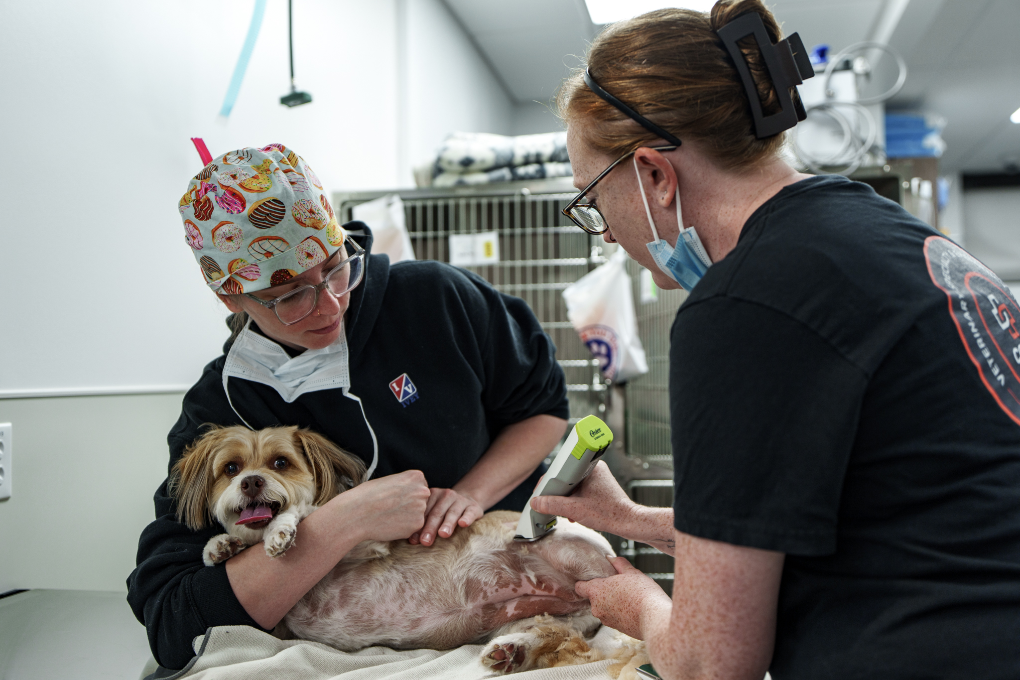 COVE Clintonville veterinary team examining a small dog in the treatment area