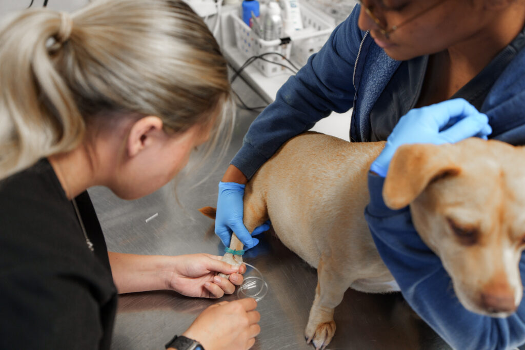 Two veterinary professionals place an IV catheter in a dog’s hind leg at COVE Pet Care.