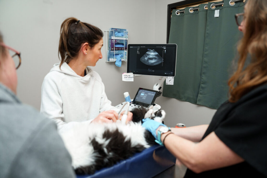 COVE veterinarian performing an ultrasound on a cat with support from the care team