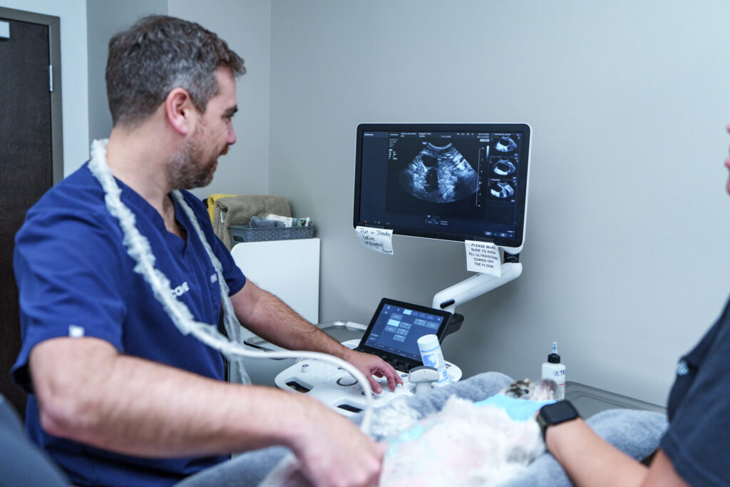 COVE veterinary internist performing an abdominal ultrasound on a patient at the Clintonville hospital