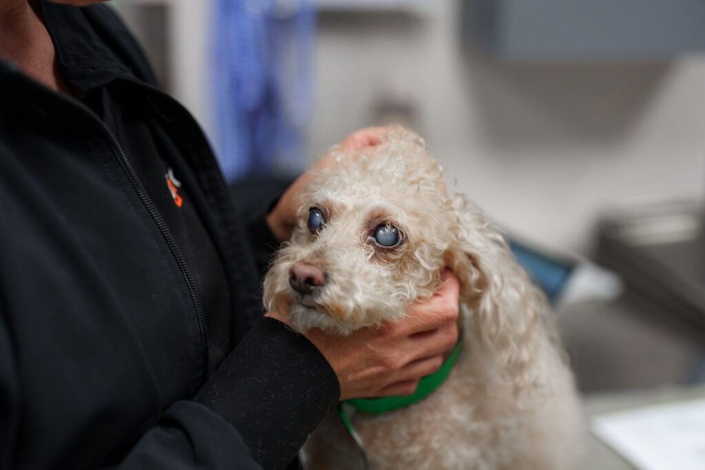 Small cream-colored dog with visibly cloudy eyes being gently held at COVE Pet Care
