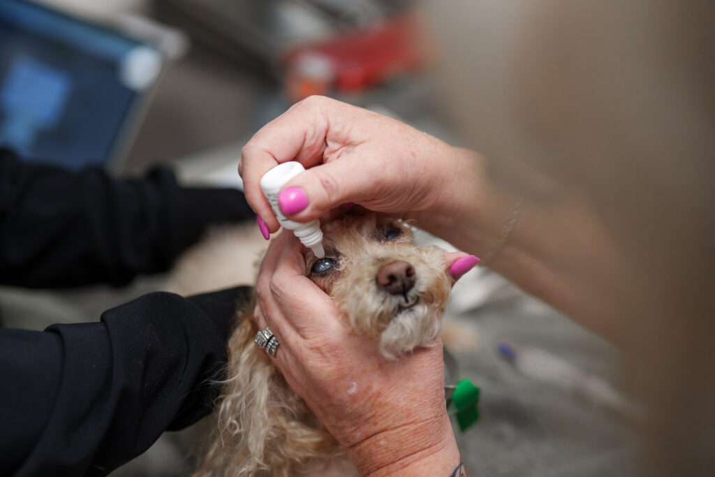 Veterinary team member applies eye drops to a small dog's affected eye at COVE Pet Care