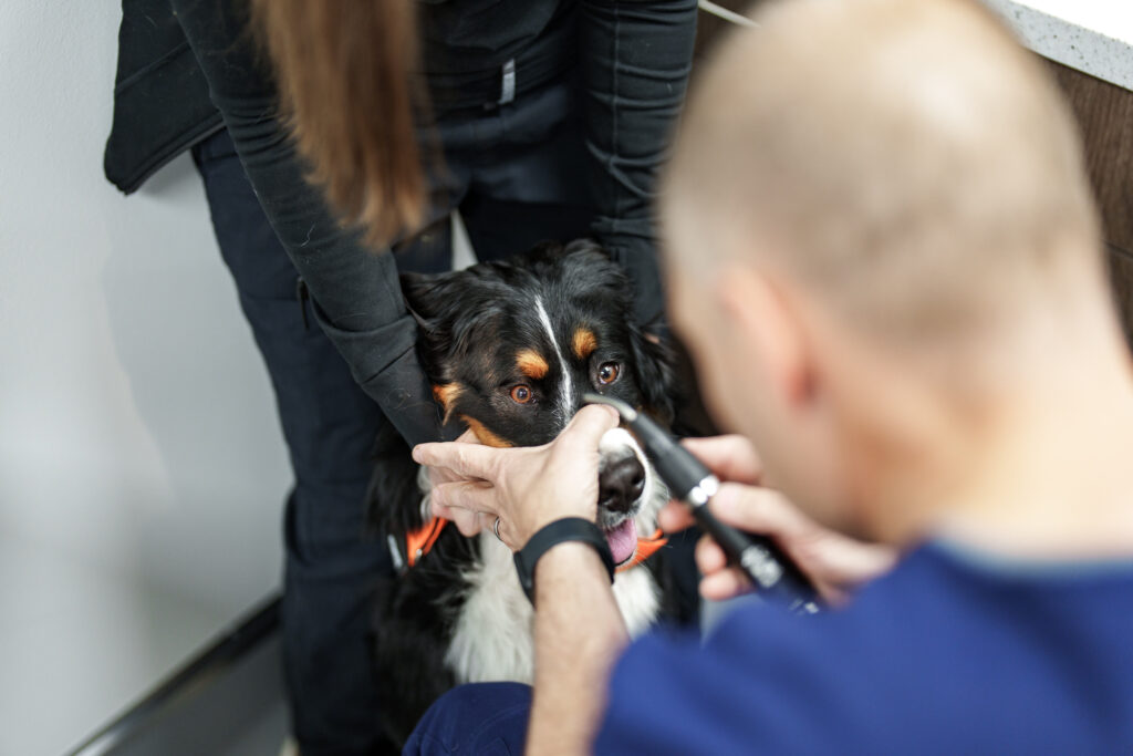 Veterinary ophthalmologist examines a dog's eye with a handheld ophthalmoscope