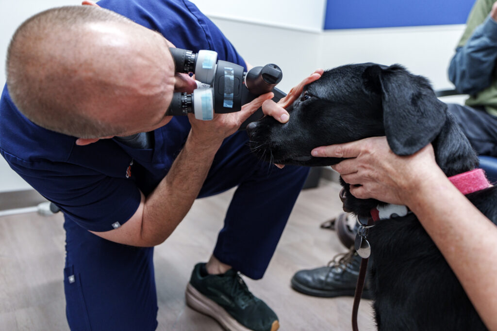 Veterinary ophthalmologist examines a black dog's eye with a magnifying instrument at COVE Pet Care