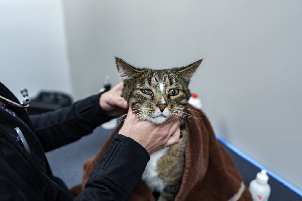Tabby cat with a cloudy, partly closed eye being gently held at COVE Pet Care
