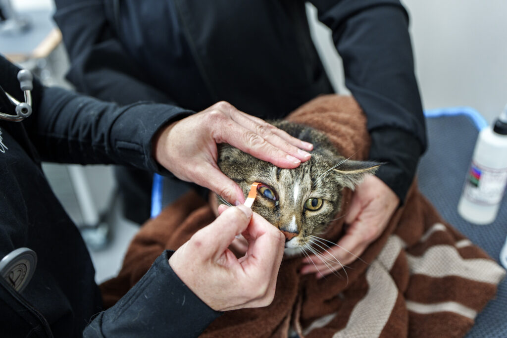 Veterinarian uses a diagnostic strip to examine a cat's eye at COVE Pet Care