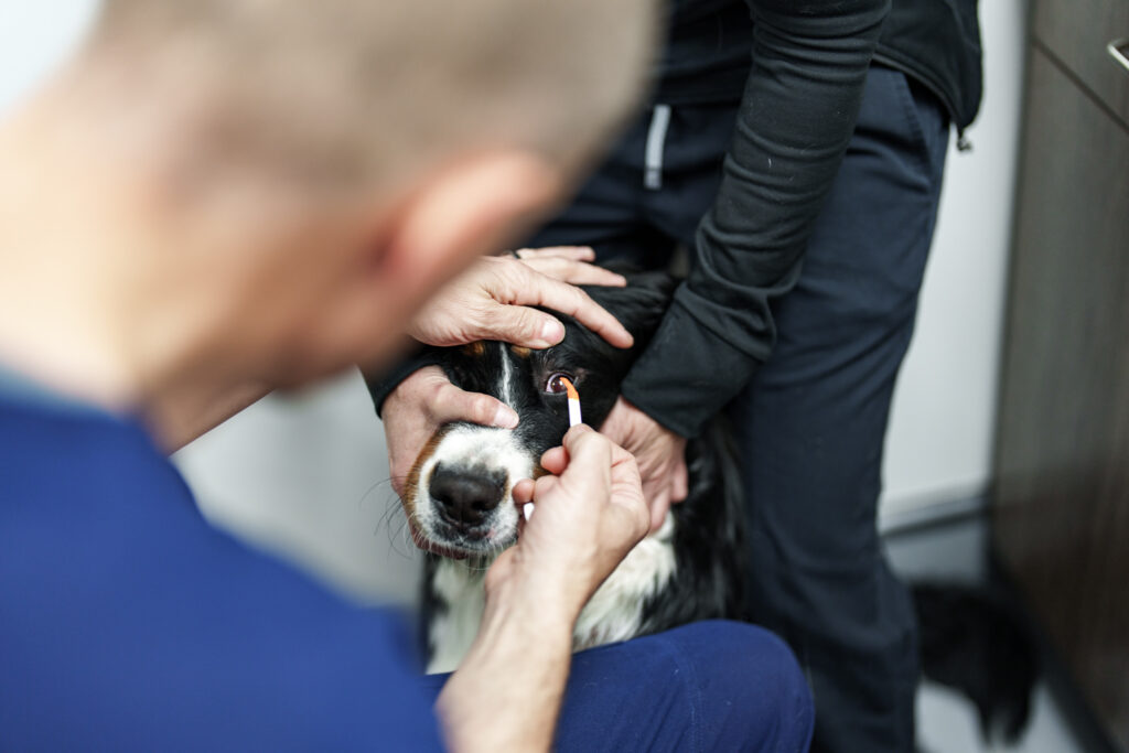 Veterinarian uses a diagnostic strip to examine a dog's red eye at COVE Pet Care