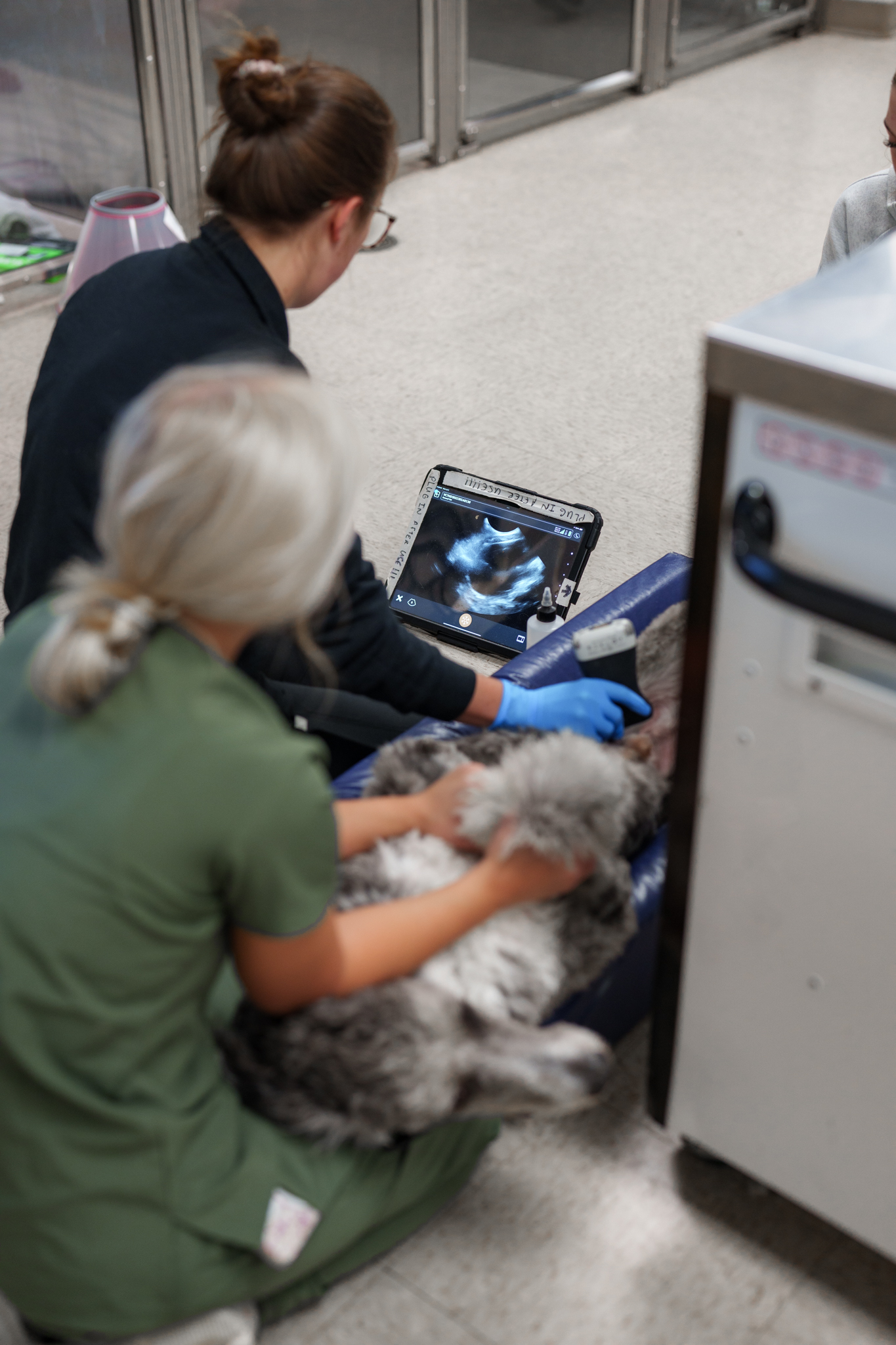COVE veterinary team using portable ultrasound imaging with a dog
