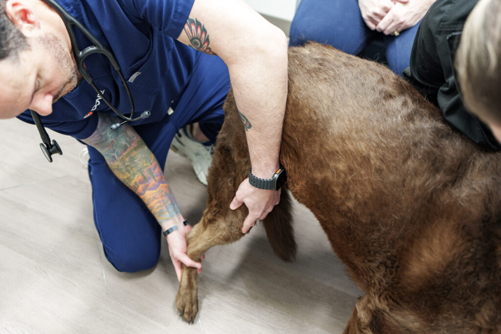 COVE veterinarian examining a dog's hind leg during a canine lameness evaluation