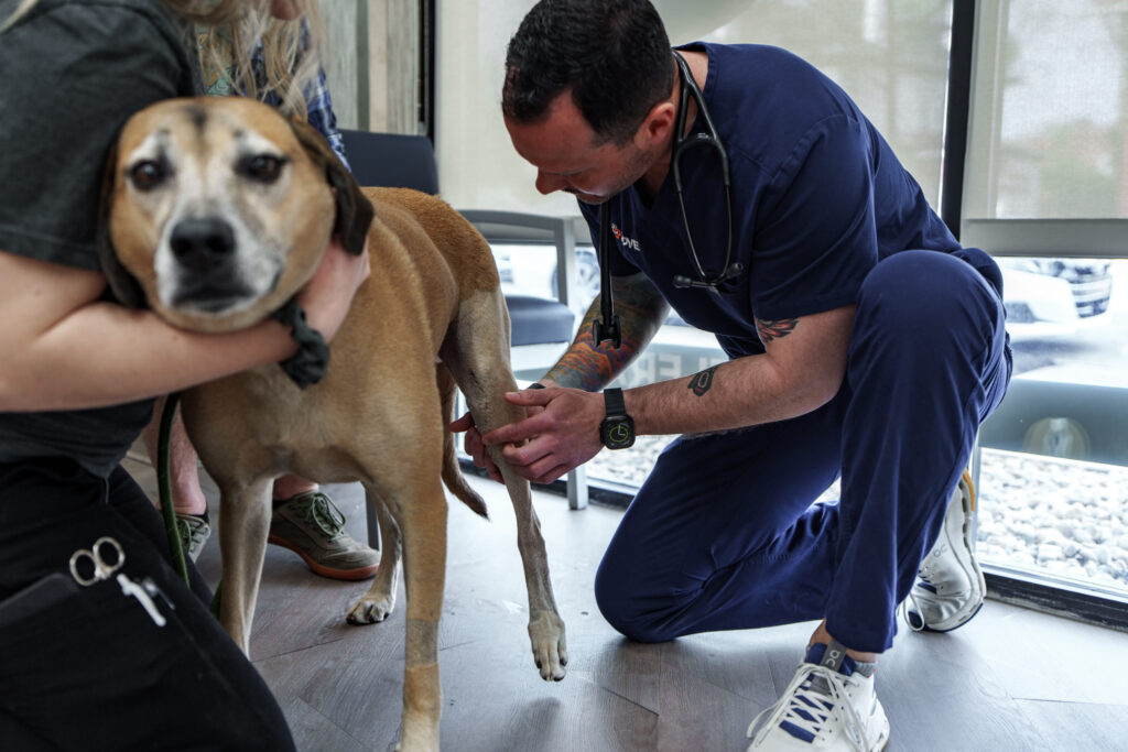 COVE veterinarian examining a dog's back leg during an orthopedic consultation