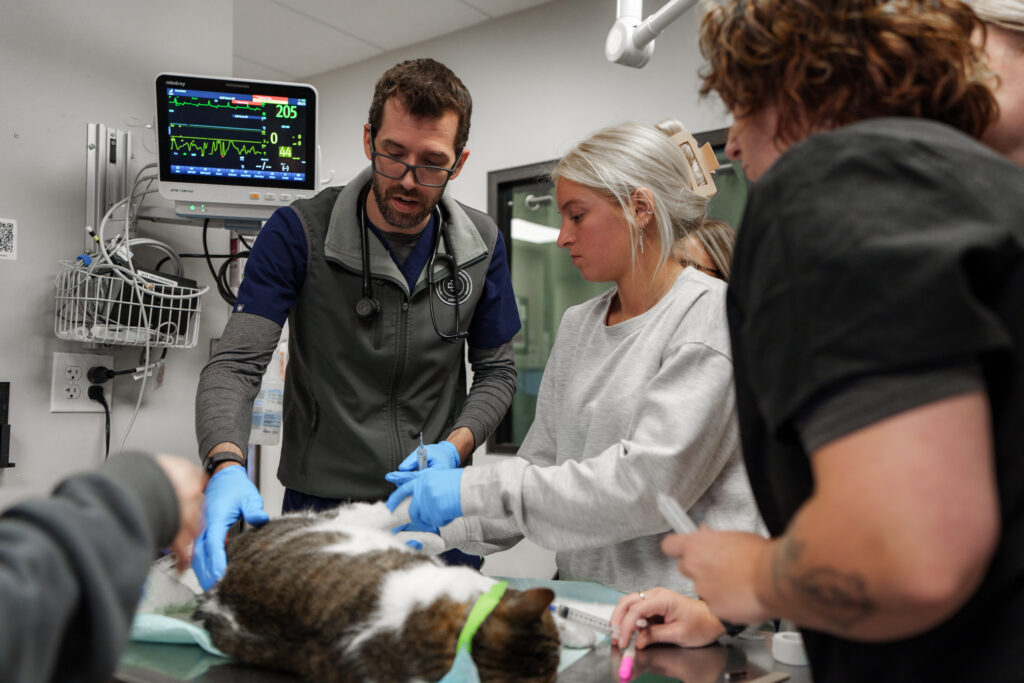 Emergency veterinarian and veterinary team providing treatment to a cat in the ER.