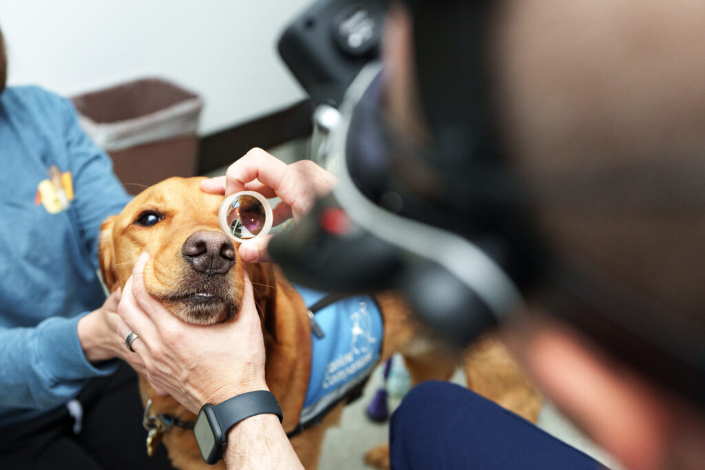 Veterinary ophthalmologist uses a specialized lens to examine a dog's eye at COVE Pet Care