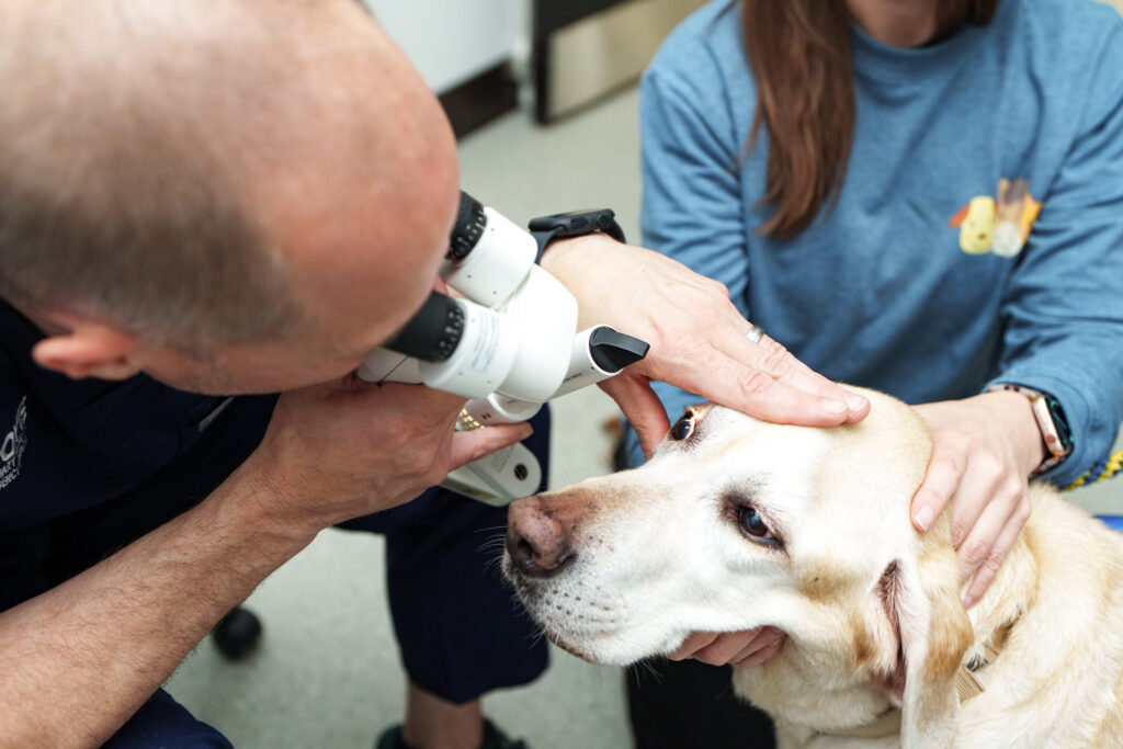 Veterinary ophthalmologist examines a dog's eye with a magnifying instrument at COVE Pet Care