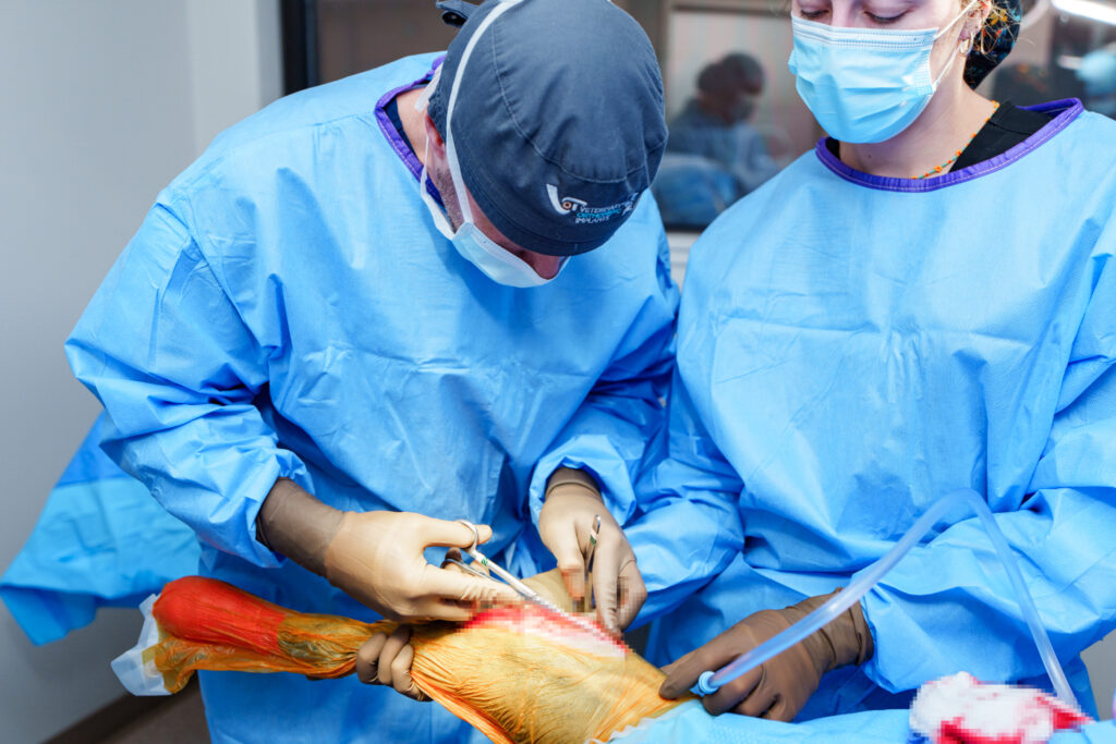 COVE veterinary surgeons performing a canine joint procedure
