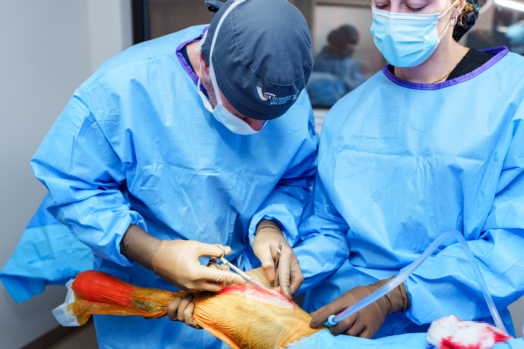 COVE veterinary surgeons performing a canine joint procedure