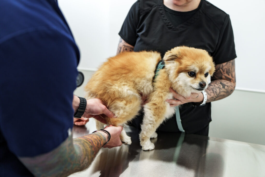 COVE veterinarian examining a small dog's hind leg during an orthopedic evaluation
