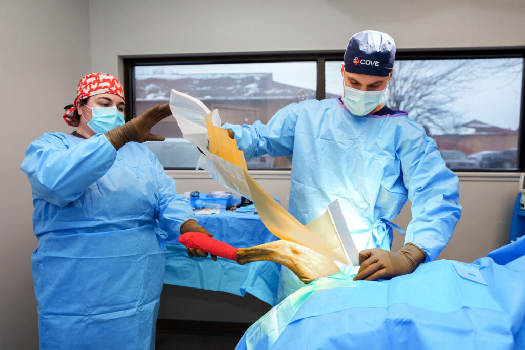 COVE surgical team applying sterile drapes around a dog's hind leg before orthopedic surgery
