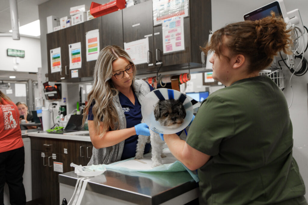 Veterinary technician examining a small dog wearing an Elizabethan collar during a veterinary appointment.