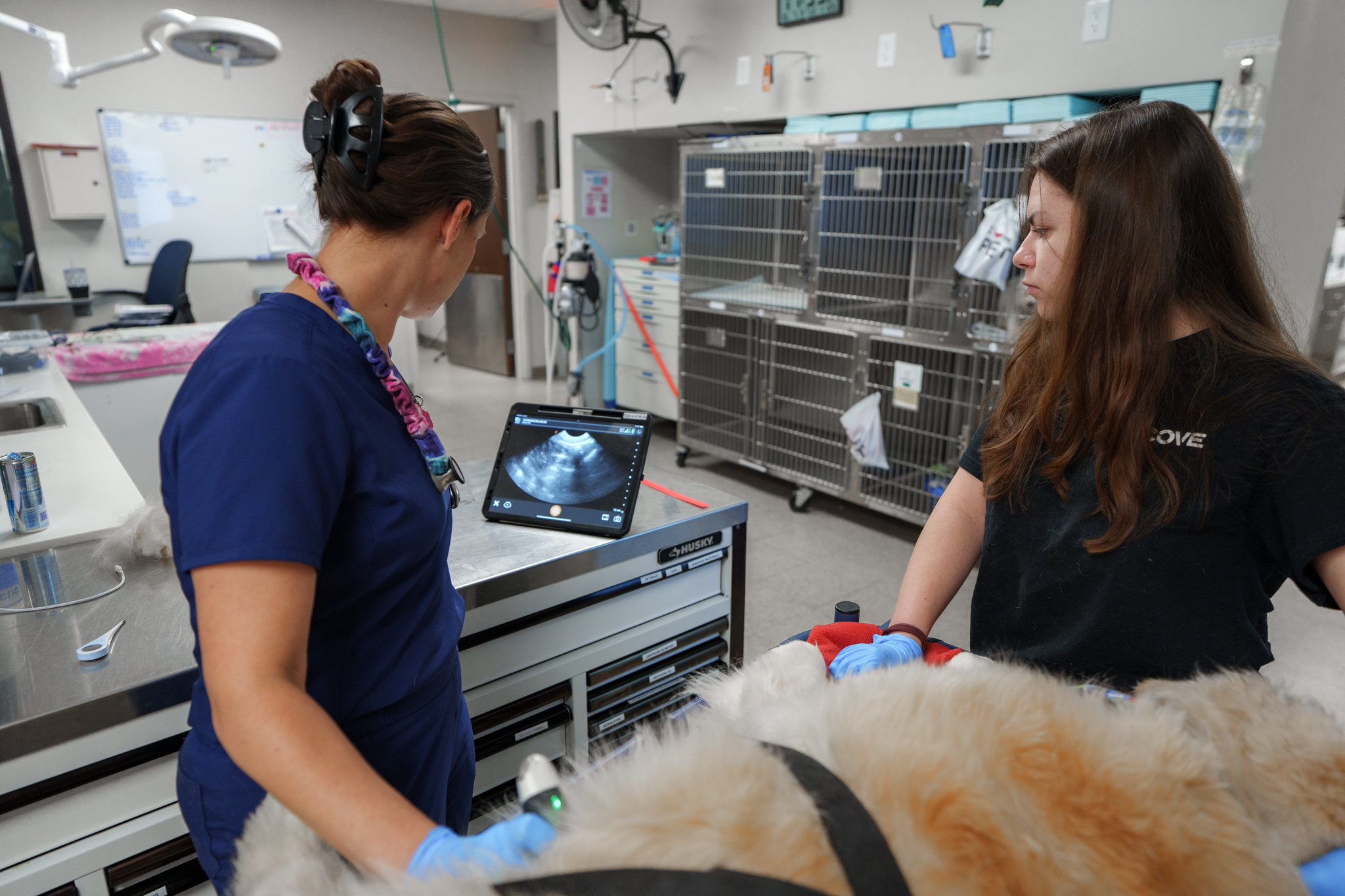 COVE veterinary staff using portable ultrasound equipment during patient care