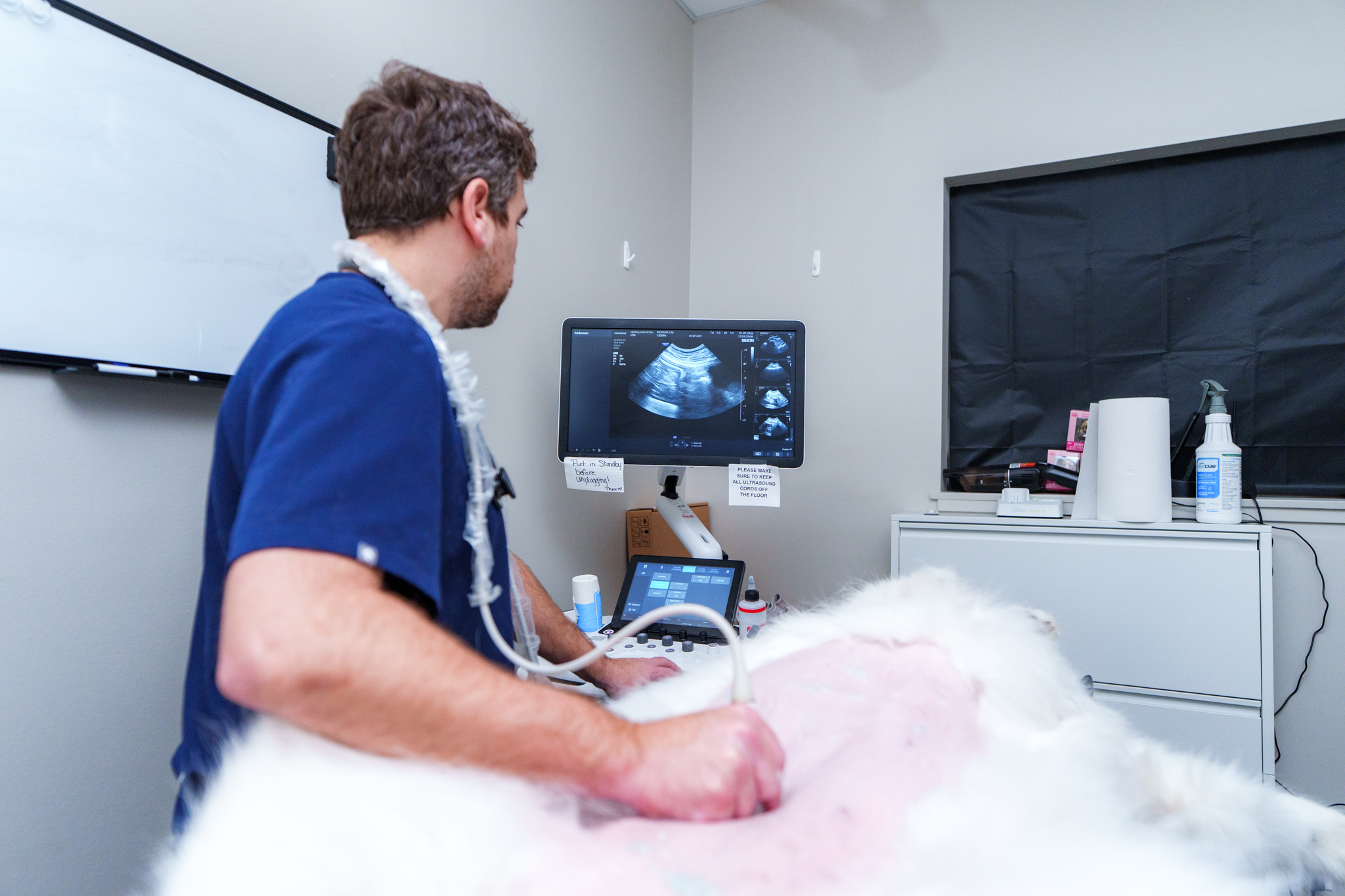COVE veterinarian performing an abdominal ultrasound on a dog