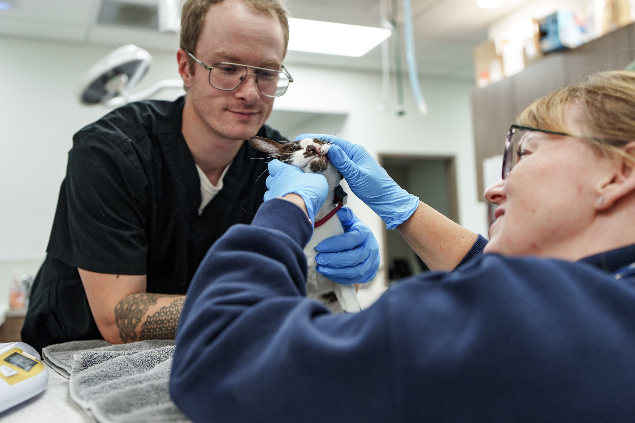 A cat is held upright as a veterinary team member examines its teeth while a colleague supports its body.